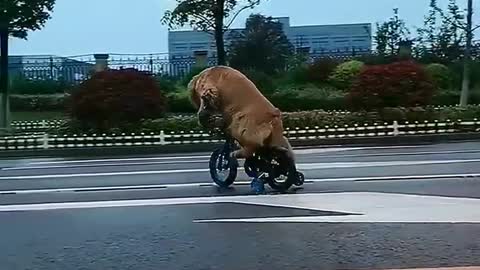Shocked! Golden Retriever can really ride a bicycle😱Funny dog ​​eating dumplings😂