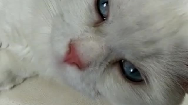 Gatinho dormindo na cadeira