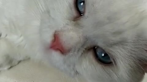 Gatinho dormindo na cadeira