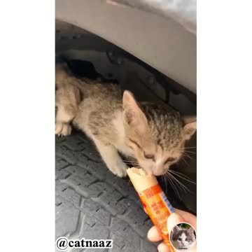 Save the kitten from the car tires