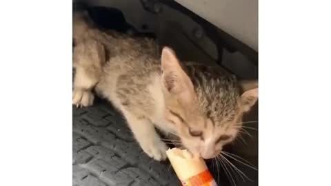 Save the kitten from the car tires