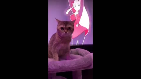 CAT AT THE PARTY IN HOME