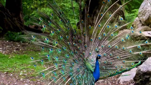 Relexing music 24/7/stress relief /Beautiful Nature