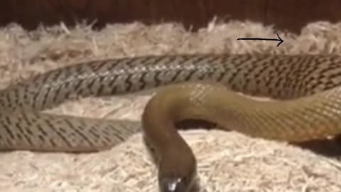 bite snake |#rumble #snake | taipan