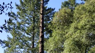 Man Removes Tree, Tree Tries to Remove Man