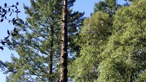 Man Removes Tree, Tree Tries to Remove Man