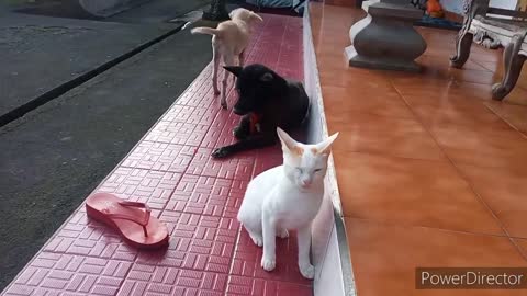 Dog & Cat Friendship