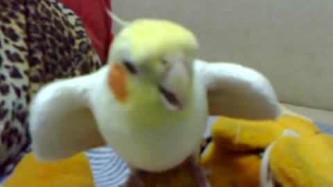 A parrot who loves to sing