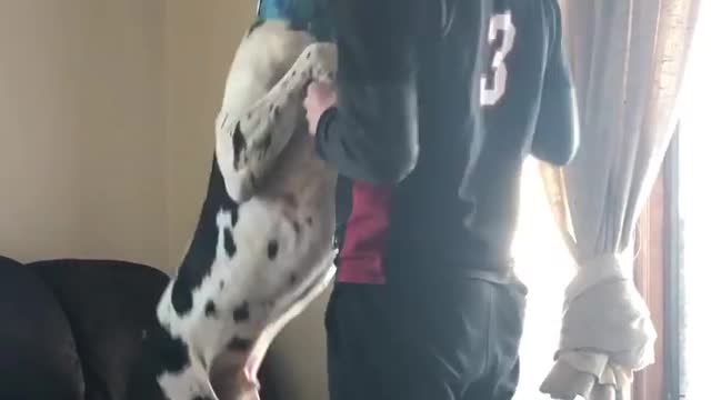 THE GREAT DANE Dog Video 117 - Great Dane Compilation - Tallest Dog in The World