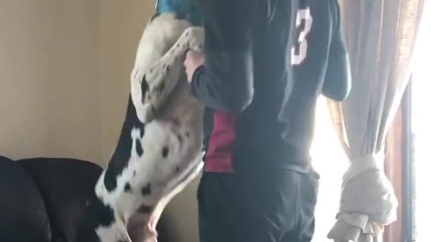 THE GREAT DANE Dog Video 117 - Great Dane Compilation - Tallest Dog in The World