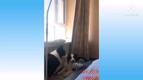 Baby Cats | Funny cats videos | cats and dogs |