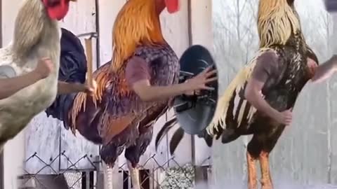 Avengers chicken