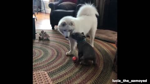 Grey puppy flops on side