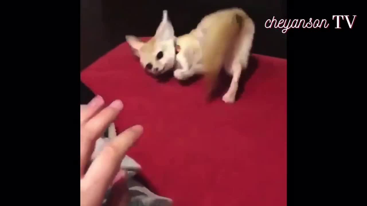 Cute little puppy playing 1