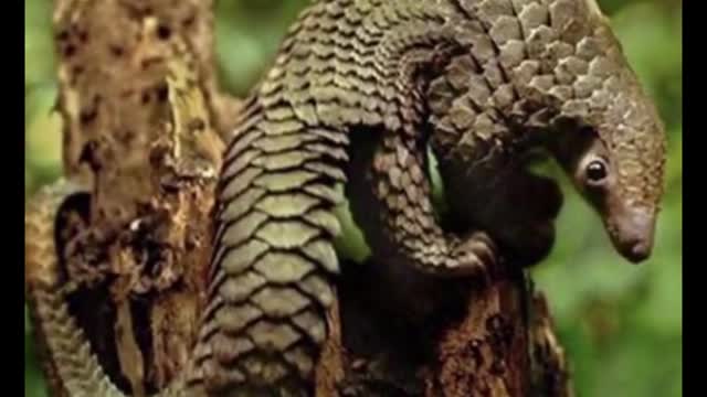 Cute pangolin