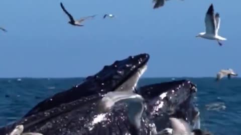 seagulls and whales