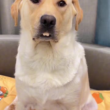 Cute and funny dog video