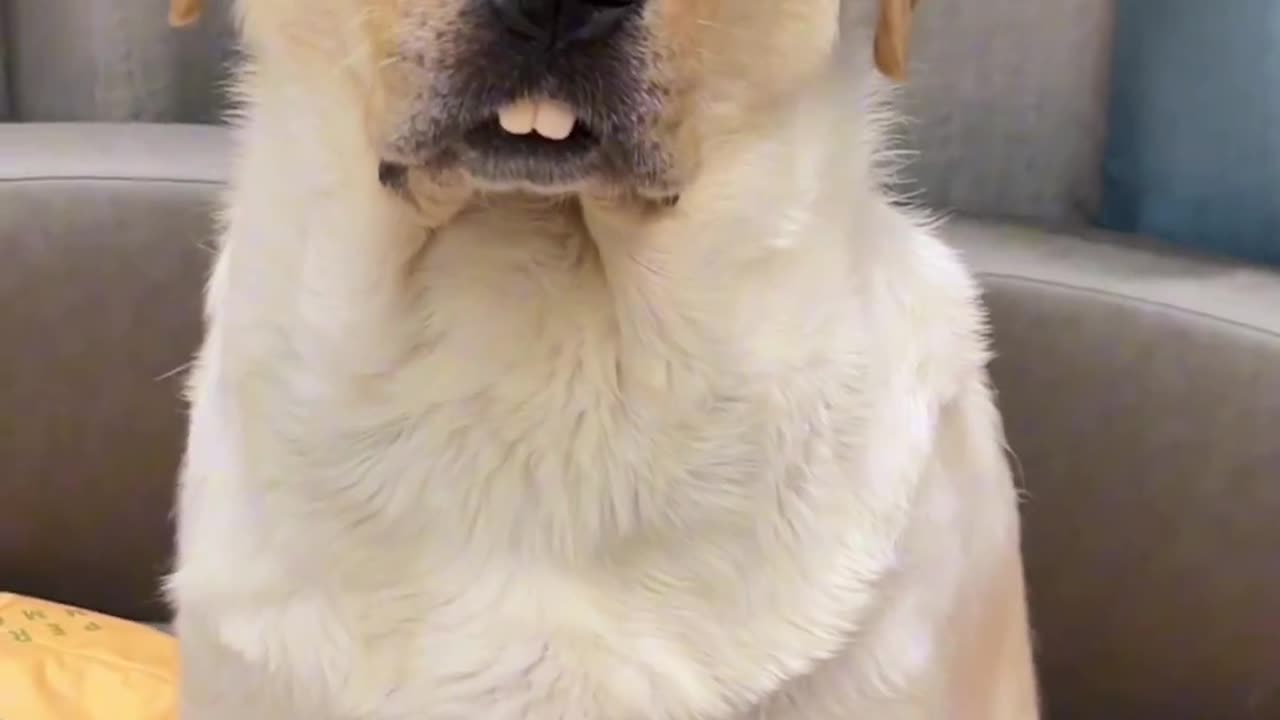 Cute and funny dog video