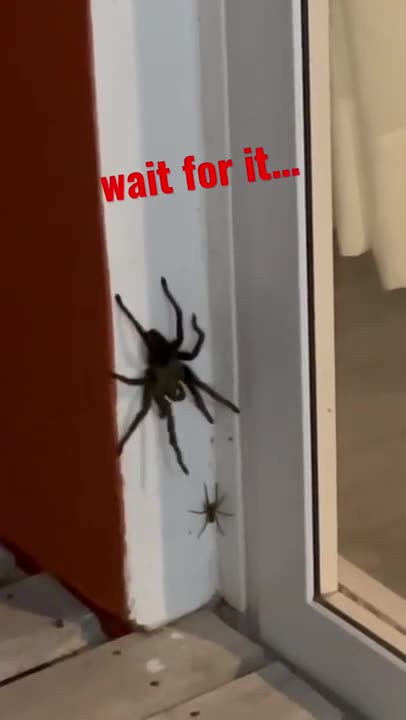 huge spider attacks another spider (tarantula) 🕷