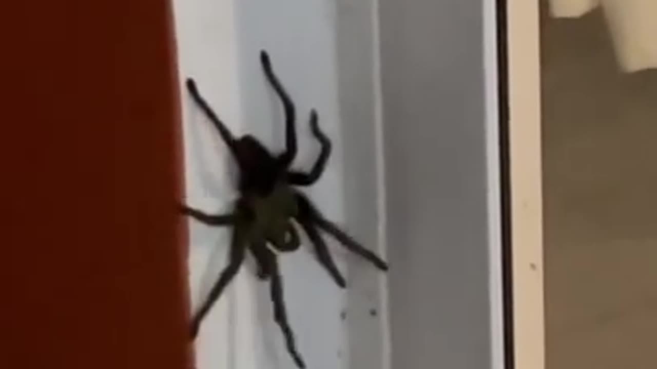 huge spider attacks another spider (tarantula) 🕷