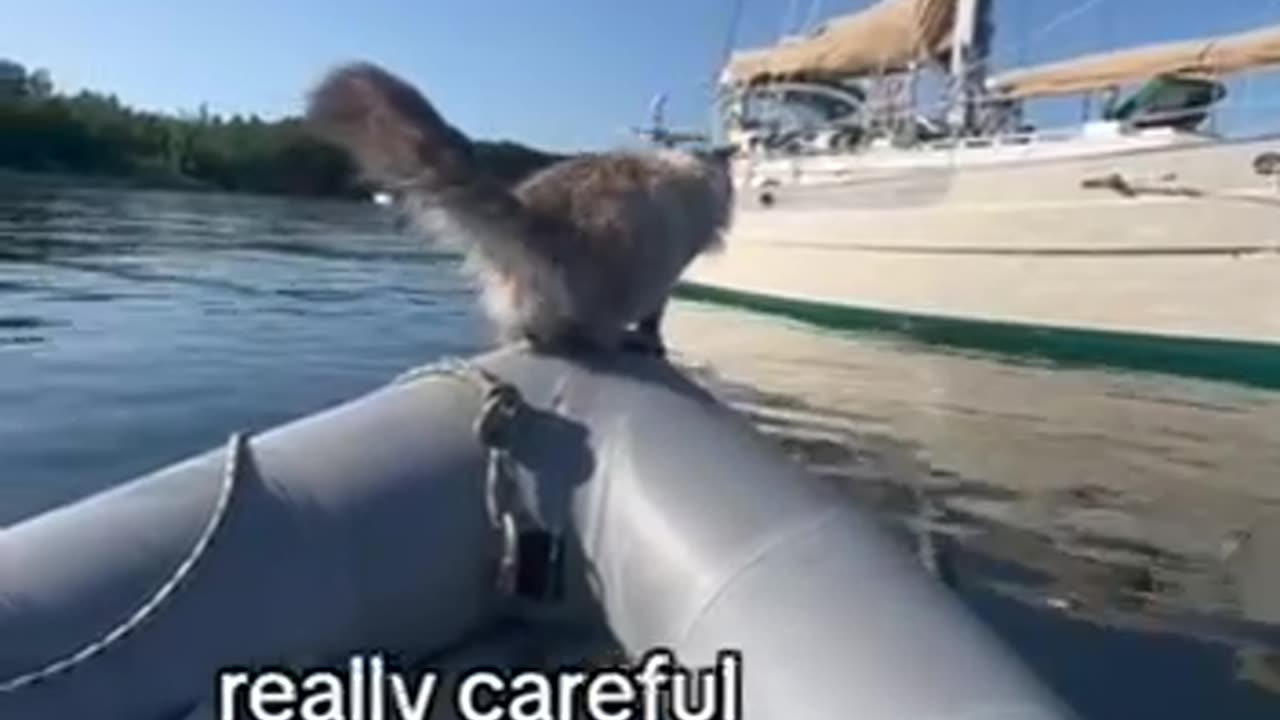 cat thinks it's close enough to jump