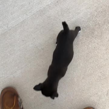 More fun outside with the puppies