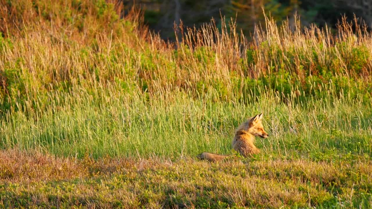 Cool Shot Of A Red Fox Sitting In A Field At Sunset