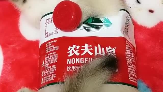 🥰Cute cat😼 funny videos
