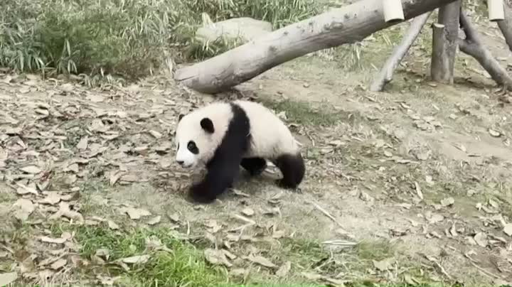 falling panda cute panda