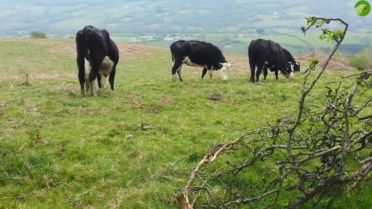 COW Dance funny