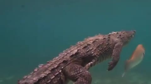 This is a beautiful and charming water-dwelling species