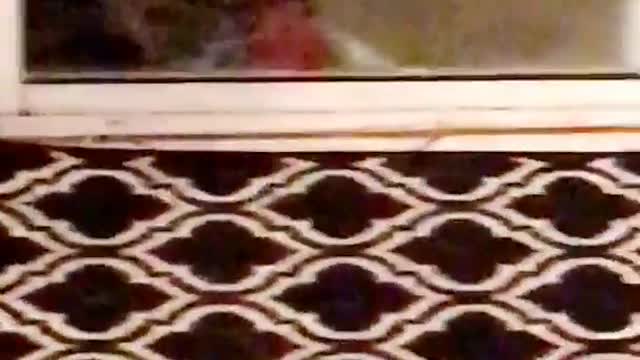 Dog licks window when put outside