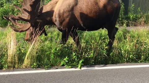 Bull Moose Enjoying Some Roadside Grass