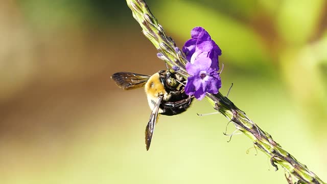 Bees colore beautiful