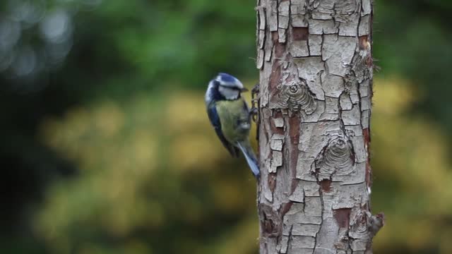 Bird is surching for food