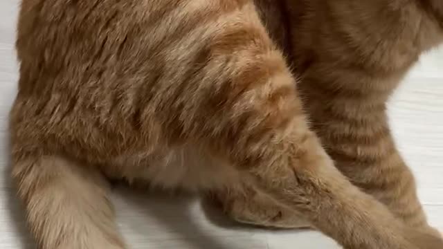 korean cat grooming