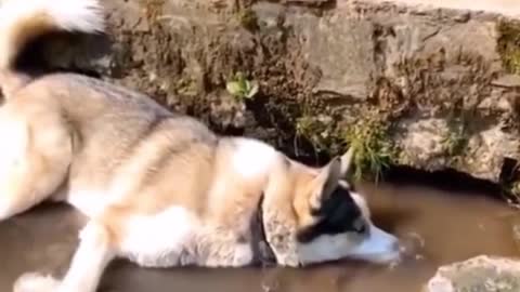 Funniest Cats and Dogs 🐱🐶 Part