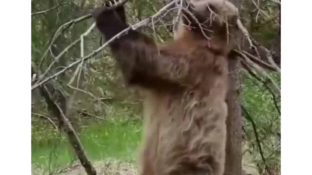 funny Bear dance