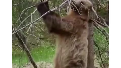 funny Bear dance