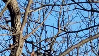 Bald Eagle relaxing on a limb