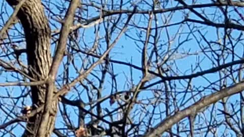 Bald Eagle relaxing on a limb