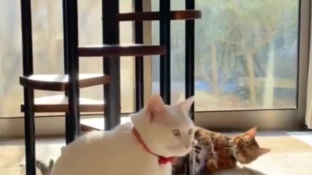 Funny cats playing with each other