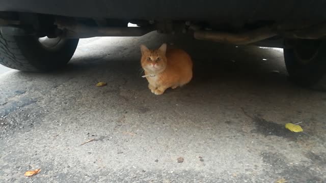 The cat undercar