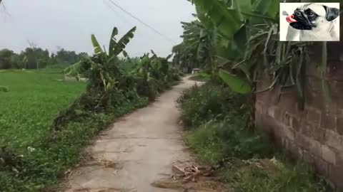Funny Chickens Try Not To Laugh55