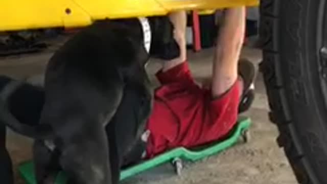 Friendly Dog Won't Let Man Repair Truck