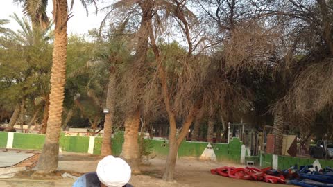 Palm trees on a farm in Qatar