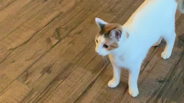 Slow motion Cats mid air