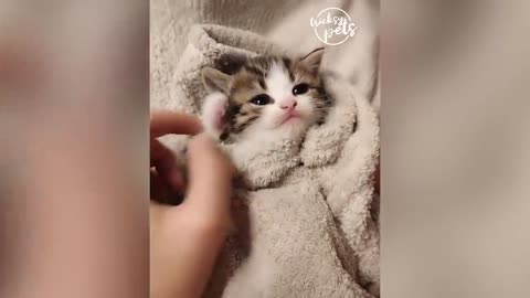 Cute pets doing funny things