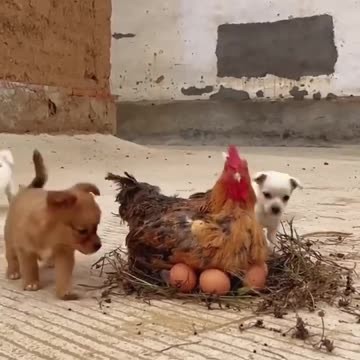 Die lustigsten Tiere 2024 🤣😅 Lustige Katzen- und Hundezusammenstellung