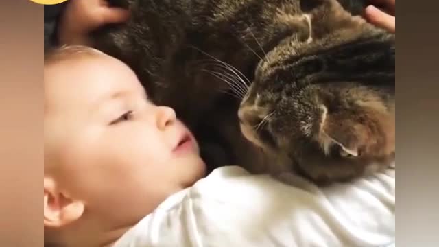 Cute CAT's with Cute Babies lovely and Funny moments at home